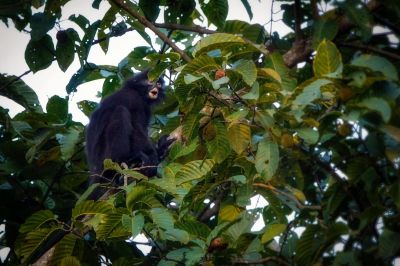 Bindenlangur - Bänderlangur / Banded Langur - Banded Surili