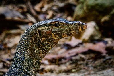 Bindenwaran / Asian water monitor