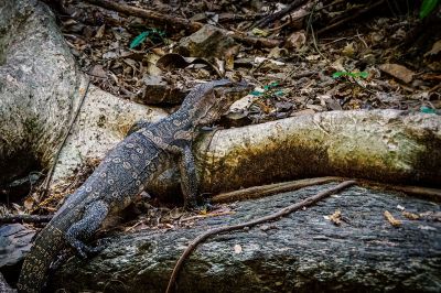 Bindenwaran / Asian water monitor