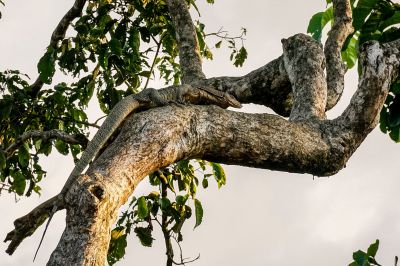 Bindenwaran / Asian water monitor