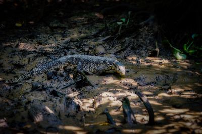 Bindenwaran / Asian water monitor