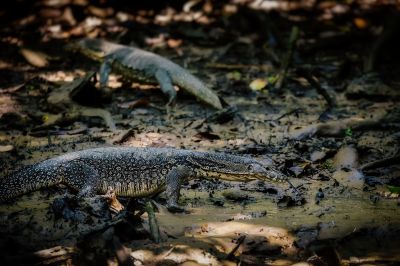 Bindenwaran / Asian water monitor