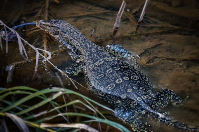 Bindenwaran / Asian water monitor