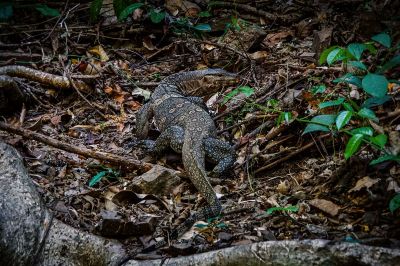 Bindenwaran / Asian water monitor