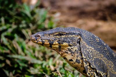 Bindenwaran / Asian water monitor