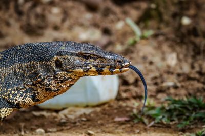 Bindenwaran / Asian water monitor