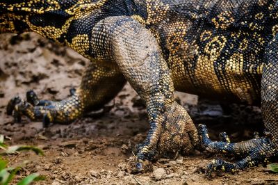 Bindenwaran / Asian water monitor