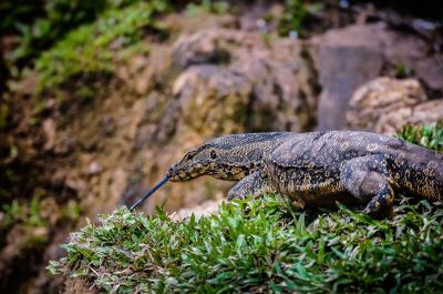 Bindenwaran / Asian water monitor