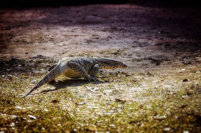 Bindenwaran / Asian water monitor