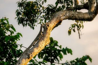 Bindenwaran / Asian water monitor