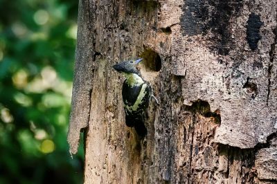 Dommelspecht (M) / Black-and-buff Woodpecker