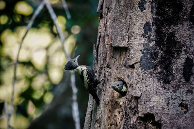 Dommelspecht (M&W) / Black-and-buff Woodpecker