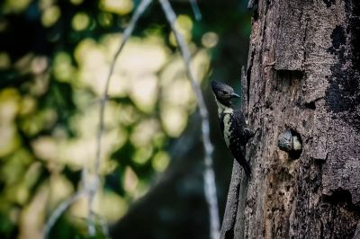 Dommelspecht (M&W) / Black-and-buff Woodpecker