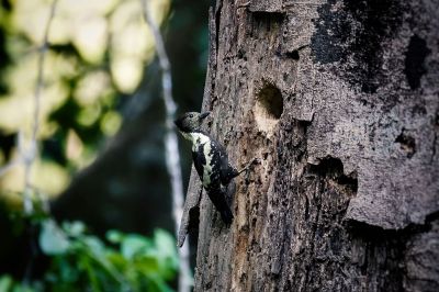 Dommelspecht (W) / Black-and-buff Woodpecker