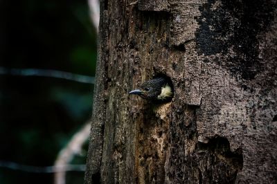 Dommelspecht (M) / Black-and-buff Woodpecker