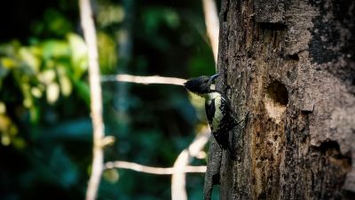 Dommelspecht (W) / Black-and-buff Woodpecker