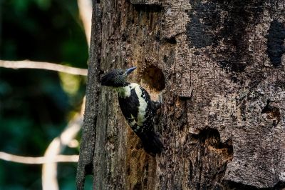 Dommelspecht (W) / Black-and-buff Woodpecker
