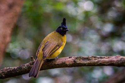 Goldbrustbülbül / Black-crested Bulbul