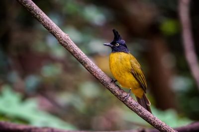 Goldbrustbülbül / Black-crested Bulbul