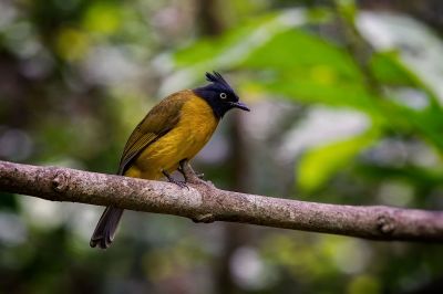 Goldbrustbülbül / Black-crested Bulbul