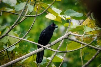 Trauerelster / Black-crested Magpie