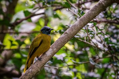 Schwarzkopfbülbül / Black-headed Bulbul