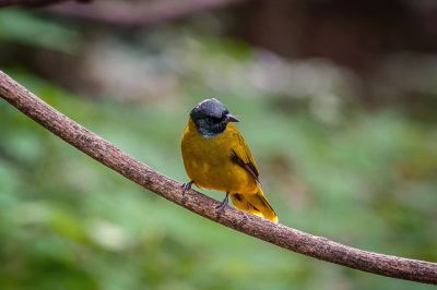 Schwarzkopfbülbül / Black-headed Bulbul