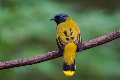 Schwarzkopfbülbül / Black-headed Bulbul