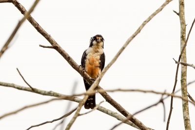 Finkenfälkchen / Black-thighed Falconet