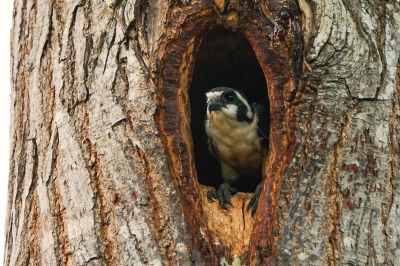 Finkenfälkchen / Black-thighed Falconet