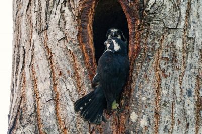 Finkenfälkchen / Black-thighed Falconet