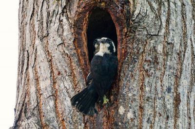 Finkenfälkchen / Black-thighed Falconet