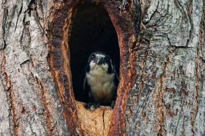 Finkenfälkchen / Black-thighed Falconet