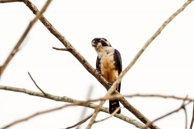 Finkenfälkchen / Black-thighed Falconet