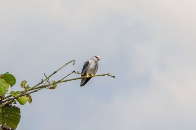 Gleitaar / Black-winged Kite