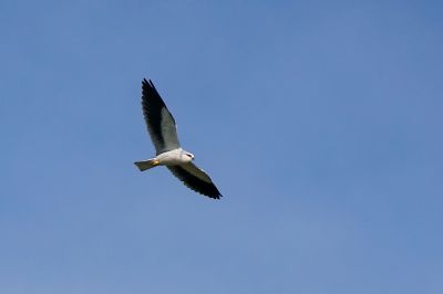 Gleitaar / Black-winged Kite