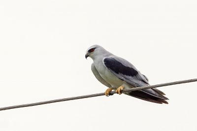 Gleitaar / Black-winged Kite