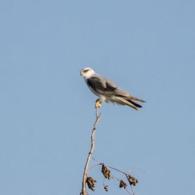 Gleitaar / Black-winged Kite