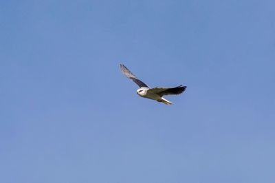 Gleitaar / Black-winged Kite