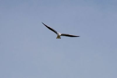 Gleitaar / Black-winged Kite