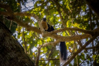Schwarzes Riesenhörnchen / Black Giant Squirrel
