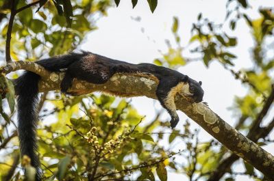 Schwarzes Riesenhörnchen / Black Giant Squirrel