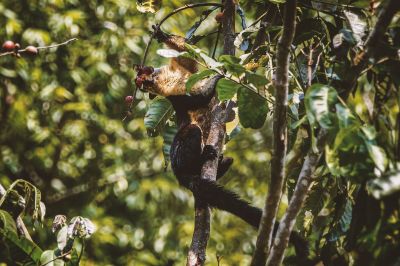 Schwarzes Riesenhörnchen / Black Giant Squirrel