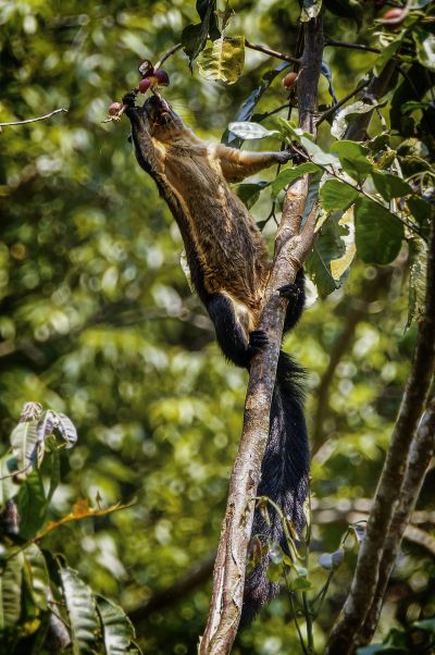 Schwarzes Riesenhörnchen / Black Giant Squirrel