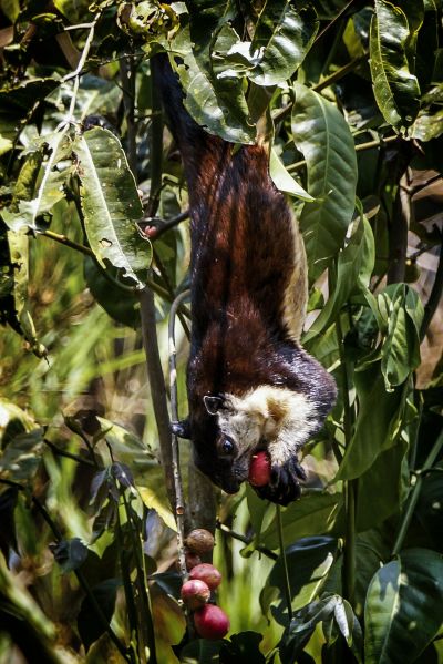 Schwarzes Riesenhörnchen / Black Giant Squirrel