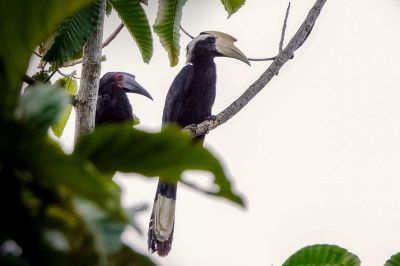 Malaienhornvogel (M&W) / Black Hornbill