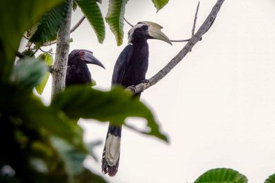 Malaienhornvogel / VULNERABLE