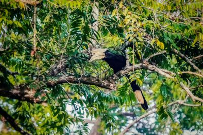 Malaienhornvogel (M) / Black Hornbill
