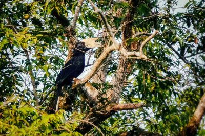 Malaienhornvogel (M) / Black Hornbill