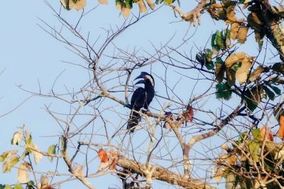 Malaienhornvogel (W) / Black Hornbill